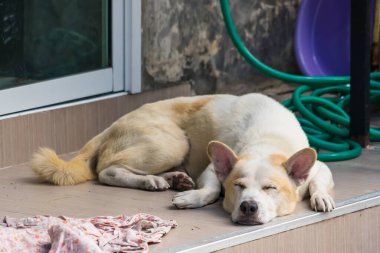 A dog is sleeping peacefully outside on a tiled porch, with a green hose and a piece of cloth in the background. The serene setting emphasizes the peacefulness of the scene.