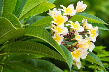 Çiy damlaları ile sarı ve beyaz plumeria çiçekleri, bu tropikal çiçeklerin yağmurda taze güzelliklerini yakalıyor..