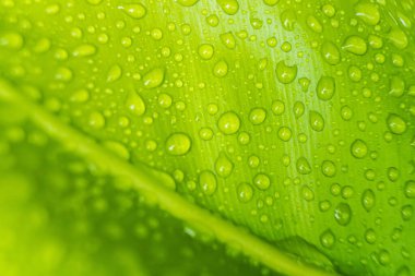 Yeşil bir yaprağın üzerindeki taze yağmur damlaları, yağmurlu bir günün özünü ve doğanın canlılığını yakalıyor..