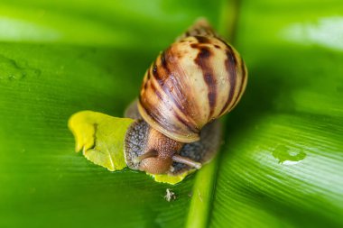 Hem salyangozun hem de yaprağın dokusunu ve rengini vurgulayan, yemyeşil bir yaprağın üzerindeki salyangozun yakın çekimi..
