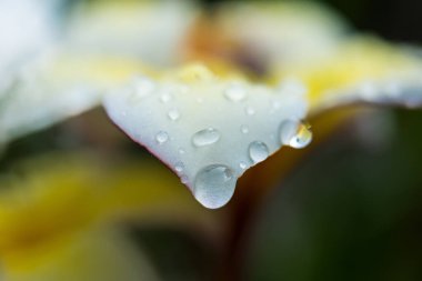 Plumeria çiçeğinin narin sarı ve beyaz taç yapraklarının üzerinde duran yağmur damlaları sahnenin doğal güzelliğini ve tazeliğini gözler önüne seriyor..