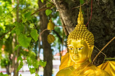 Bir Bodhi ağacının altına yerleştirilmiş altın Buda heykelinin huzurlu ve huzurlu bir sahnesi. Heykel yemyeşil ile çevrili, huzurlu ve ruhani bir atmosfer yaratıyor..