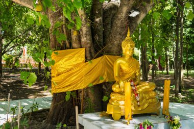 Bir Bodhi ağacının altına yerleştirilmiş altın Buda heykelinin huzurlu ve huzurlu bir sahnesi. Heykel yemyeşil ile çevrili, huzurlu ve ruhani bir atmosfer yaratıyor..