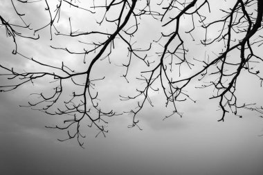 A serene nature scene of bare tree branches extending against a soft, cloudy sky, representing the peaceful beauty of the natural world. clipart