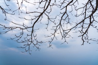 Yumuşak, bulutlu bir gökyüzüne uzanan çıplak ağaç dallarının sakin doğa görüntüsü, doğal dünyanın barışçıl güzelliğini temsil ediyor..