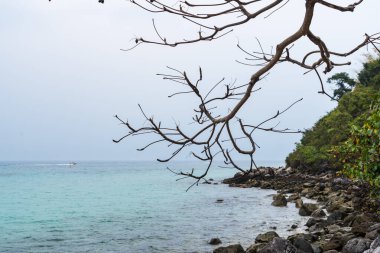 Sakin turkuaz suların üzerinde çıplak dalların bulunduğu sakin bir sahil manzarası, sisli bir gökyüzüne ve kayalık kıyı şeridine karşı çekilmiştir..