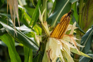 Bir mısır koçanı fotoğrafı, benzersiz şeklini ve dokusunu gösteriyor, doğanın güzelliğini ve bolluğunu hatırlatıyor..