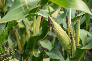 Bir mısır koçanı fotoğrafı, benzersiz şeklini ve dokusunu gösteriyor, doğanın güzelliğini ve bolluğunu hatırlatıyor..