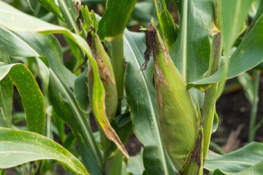 Bir mısır koçanı fotoğrafı, benzersiz şeklini ve dokusunu gösteriyor, doğanın güzelliğini ve bolluğunu hatırlatıyor..