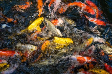 Koi balığının nefes kesici bir fotoğrafı, renkleri ve desenleri büyüleyici bir sualtı sahnesi yaratıyor..