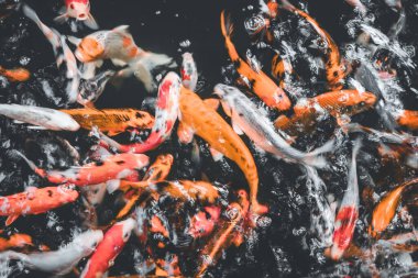 Koi balığının nefes kesici bir fotoğrafı, renkleri ve desenleri büyüleyici bir sualtı sahnesi yaratıyor..