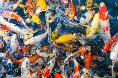 Koi balığının nefes kesici bir fotoğrafı, renkleri ve desenleri büyüleyici bir sualtı sahnesi yaratıyor..