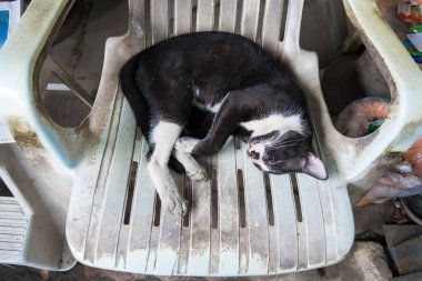 Plastik bir sandalyeye kıvrılmış, sıcak bir öğleden sonra rahatlama ve sükunetin özünü somutlaştıran, siyah ve beyaz bir kedinin sakin bir sahnesi..