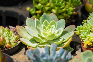 Bu kaktüs vahası, eviniz ya da ofisiniz için ferahlatıcı ve huzur verici bir atmosfer yaratan tek bir kaktüsün filizlendiği eşsiz bitkilerden oluşur..