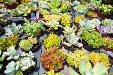 Bu kaktüs vahası, eviniz ya da ofisiniz için ferahlatıcı ve huzur verici bir atmosfer yaratan tek bir kaktüsün filizlendiği eşsiz bitkilerden oluşur..