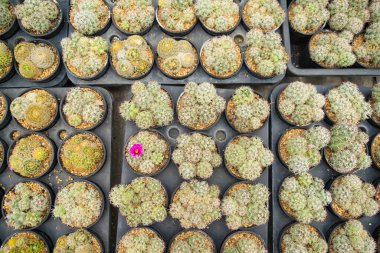 Bu kaktüs vahası, eviniz ya da ofisiniz için ferahlatıcı ve huzur verici bir atmosfer yaratan tek bir kaktüsün filizlendiği eşsiz bitkilerden oluşur..