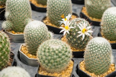 Bu kaktüs vahası, eviniz ya da ofisiniz için ferahlatıcı ve huzur verici bir atmosfer yaratan tek bir kaktüsün filizlendiği eşsiz bitkilerden oluşur..
