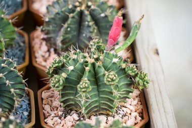 Bu kaktüs vahası, eviniz ya da ofisiniz için ferahlatıcı ve huzur verici bir atmosfer yaratan tek bir kaktüsün filizlendiği eşsiz bitkilerden oluşur..