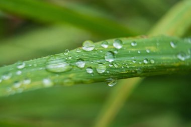 Yeşil bir yaprağın üzerindeki taze yağmur damlaları, yağmurlu bir günün özünü ve doğanın canlılığını yakalıyor..