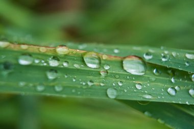 Yeşil bir yaprağın üzerindeki taze yağmur damlaları, yağmurlu bir günün özünü ve doğanın canlılığını yakalıyor..