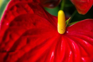 Keskin detaylarıyla sarı bir spadiks ile canlı kırmızı bir anturyumun göz alıcı görüntüsü..