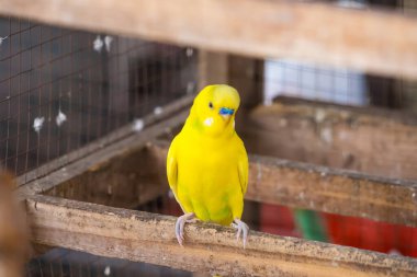 Canlı sarı bir muhabbet kuşu bir kafesin içindeki ahşap tüneğin üzerinde duruyor..