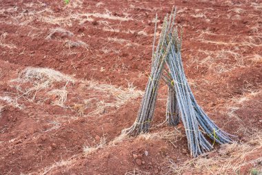 Cassava Cultivation: Alan Hazırlığı İçin Kesiklerin Paketlenmesi