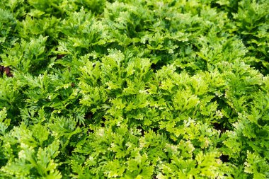 Narin eğreltiotlarının büyüleyici halısı, gösterişli yapraklar ve canlı yeşil renkler..