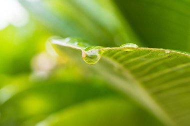 Bu görüntü canlı yeşil bir yaprağın üzerinde dinlenen yağmur damlalarını yakalar, doğanın dinginliğini ve sakinliğini somutlaştırır. Rahatlama temaları, meditasyon ve doğal güzellik ürünleri için mükemmel..