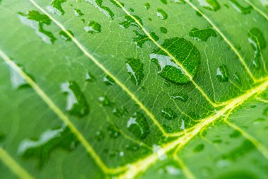 Bu görüntü canlı yeşil bir yaprağın üzerinde dinlenen yağmur damlalarını yakalar, doğanın dinginliğini ve sakinliğini somutlaştırır. Rahatlama temaları, meditasyon ve doğal güzellik ürünleri için mükemmel..