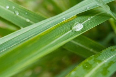 Bu görüntü canlı yeşil bir yaprağın üzerinde dinlenen yağmur damlalarını yakalar, doğanın dinginliğini ve sakinliğini somutlaştırır. Rahatlama temaları, meditasyon ve doğal güzellik ürünleri için mükemmel..