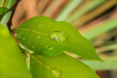 Bu görüntü canlı yeşil bir yaprağın üzerinde dinlenen yağmur damlalarını yakalar, doğanın dinginliğini ve sakinliğini somutlaştırır. Rahatlama temaları, meditasyon ve doğal güzellik ürünleri için mükemmel..