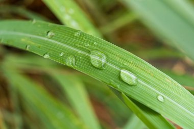 Bu görüntü canlı yeşil bir yaprağın üzerinde dinlenen yağmur damlalarını yakalar, doğanın dinginliğini ve sakinliğini somutlaştırır. Rahatlama temaları, meditasyon ve doğal güzellik ürünleri için mükemmel..