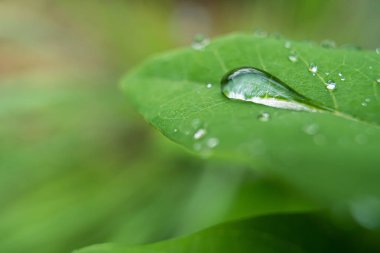 Parlayan yağmur damlalarıyla süslenmiş canlı yeşil yaprakların yakın çekimi, yağmur sonrası doğanın güzelliğini ve tazeliğini gözler önüne seriyor..