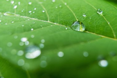 Parlayan yağmur damlalarıyla süslenmiş canlı yeşil yaprakların yakın çekimi, yağmur sonrası doğanın güzelliğini ve tazeliğini gözler önüne seriyor..