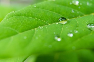 Parlayan yağmur damlalarıyla süslenmiş canlı yeşil yaprakların yakın çekimi, yağmur sonrası doğanın güzelliğini ve tazeliğini gözler önüne seriyor..