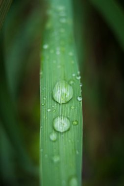 Parlayan yağmur damlalarıyla süslenmiş canlı yeşil yaprakların yakın çekimi, yağmur sonrası doğanın güzelliğini ve tazeliğini gözler önüne seriyor..