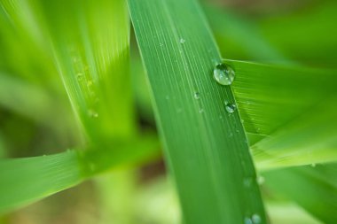 Parlayan yağmur damlalarıyla süslenmiş canlı yeşil yaprakların yakın çekimi, yağmur sonrası doğanın güzelliğini ve tazeliğini gözler önüne seriyor..