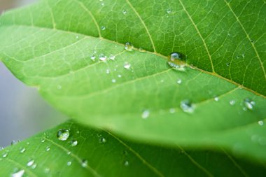 Parlayan yağmur damlalarıyla süslenmiş canlı yeşil yaprakların yakın çekimi, yağmur sonrası doğanın güzelliğini ve tazeliğini gözler önüne seriyor..