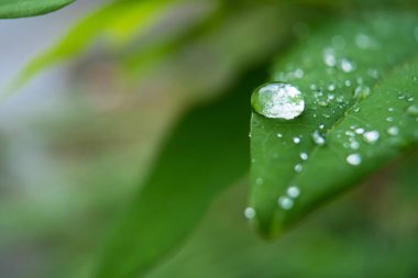 Parlayan yağmur damlalarıyla süslenmiş canlı yeşil yaprakların yakın çekimi, yağmur sonrası doğanın güzelliğini ve tazeliğini gözler önüne seriyor..