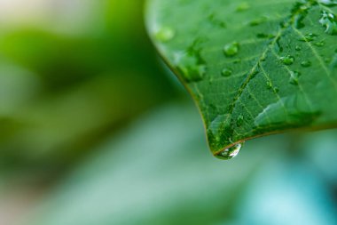 Parlayan yağmur damlalarıyla süslenmiş canlı yeşil yaprakların yakın çekimi, yağmur sonrası doğanın güzelliğini ve tazeliğini gözler önüne seriyor..