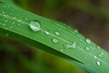 Parlayan yağmur damlalarıyla süslenmiş canlı yeşil yaprakların yakın çekimi, yağmur sonrası doğanın güzelliğini ve tazeliğini gözler önüne seriyor..