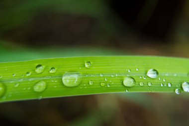 Parlayan yağmur damlalarıyla süslenmiş canlı yeşil yaprakların yakın çekimi, yağmur sonrası doğanın güzelliğini ve tazeliğini gözler önüne seriyor..