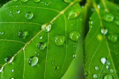 Parlayan yağmur damlalarıyla süslenmiş canlı yeşil yaprakların yakın çekimi, yağmur sonrası doğanın güzelliğini ve tazeliğini gözler önüne seriyor..