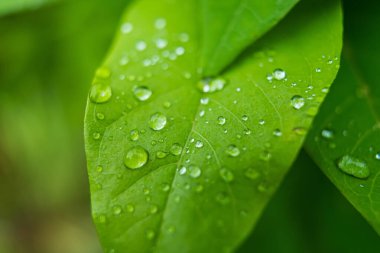 Parlayan yağmur damlalarıyla süslenmiş canlı yeşil yaprakların yakın çekimi, yağmur sonrası doğanın güzelliğini ve tazeliğini gözler önüne seriyor..