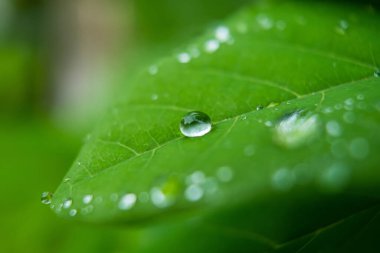 Parlayan yağmur damlalarıyla süslenmiş canlı yeşil yaprakların yakın çekimi, yağmur sonrası doğanın güzelliğini ve tazeliğini gözler önüne seriyor..
