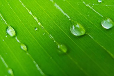 Parlayan yağmur damlalarıyla süslenmiş canlı yeşil yaprakların yakın çekimi, yağmur sonrası doğanın güzelliğini ve tazeliğini gözler önüne seriyor..