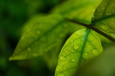 Parlayan yağmur damlalarıyla süslenmiş canlı yeşil yaprakların yakın çekimi, yağmur sonrası doğanın güzelliğini ve tazeliğini gözler önüne seriyor..