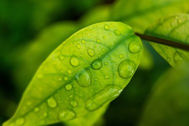 Parlayan yağmur damlalarıyla süslenmiş canlı yeşil yaprakların yakın çekimi, yağmur sonrası doğanın güzelliğini ve tazeliğini gözler önüne seriyor..