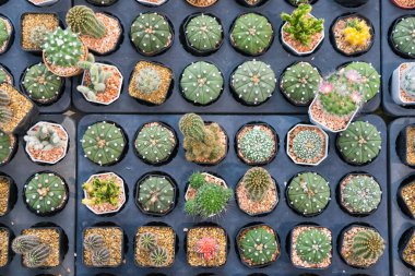 Minimalist kaplarda bulunan çeşitli kaktüs türleri, basitliğin güzelliğini ve her bitkinin kendine has özelliklerini gözler önüne seriyor..